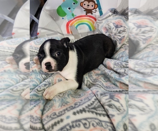 Medium Photo #2 Boston Terrier Puppy For Sale in AUBURNDALE, WI, USA