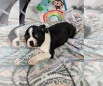 Small Photo #9 Boston Terrier Puppy For Sale in AUBURNDALE, WI, USA