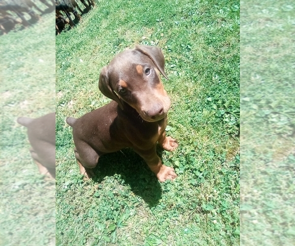 Medium Photo #1 Doberman Pinscher Puppy For Sale in BOWLING GREEN, KY, USA