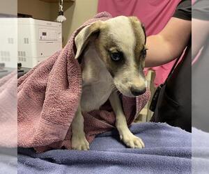 Border Collie-Unknown Mix Dogs for adoption in Modesto, CA, USA