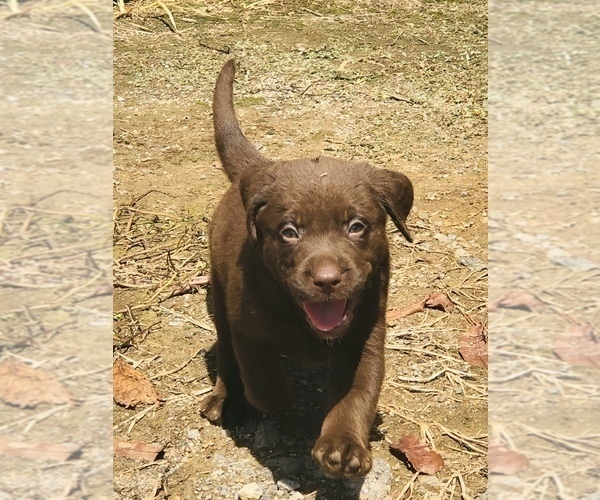 Medium Photo #3 Labrador Retriever Puppy For Sale in CHARLOTTE, NC, USA