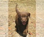 Small Photo #3 Labrador Retriever Puppy For Sale in CHARLOTTE, NC, USA