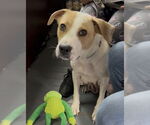 Small #7 Great Pyrenees Mix