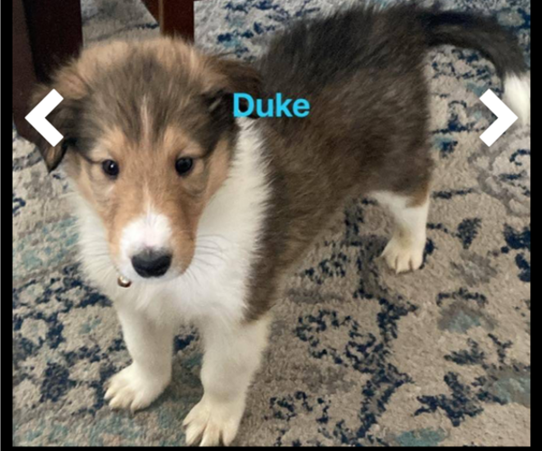 Medium Photo #1 Collie Puppy For Sale in IRON MOUNTAIN, MI, USA