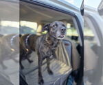 Small #14 Labrador Retriever Mix