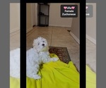 Small #2 Havanese-Zuchon Mix