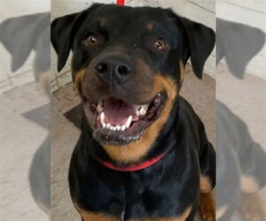 Rottweiler Dogs for adoption in San Bernardino, CA, USA
