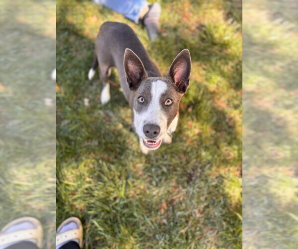 Medium Photo #1 Mutt Puppy For Sale in Salt Lake City, UT, USA