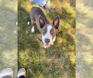 Mutt Dogs for adoption in Salt Lake City, UT, USA