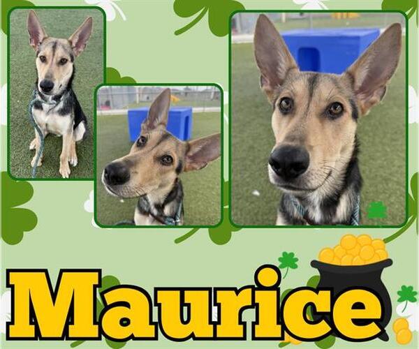 Medium Photo #2 German Shepherd Dog Puppy For Sale in Pearland, TX, USA