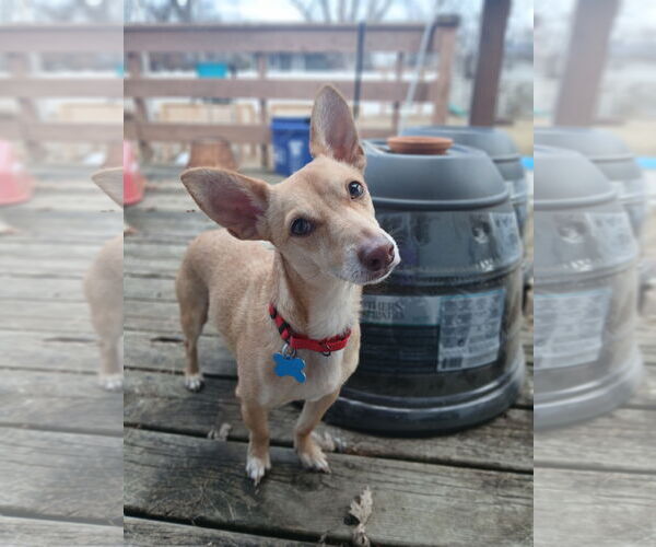 Medium Photo #7 Chihuahua-Unknown Mix Puppy For Sale in Minneapolis, MN, USA