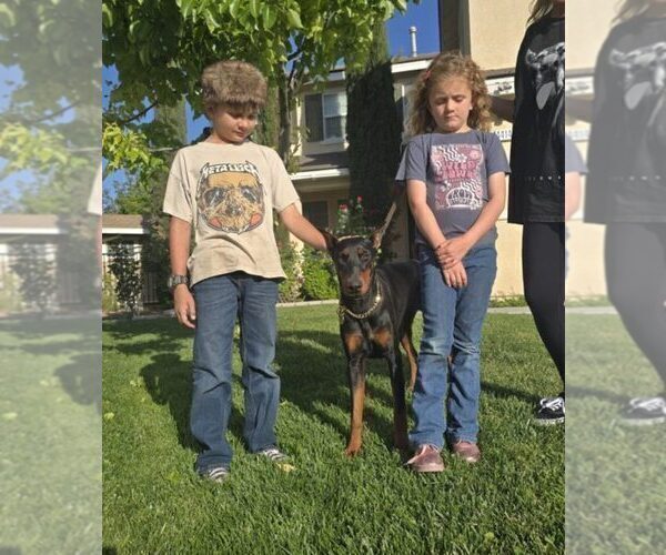 Medium Photo #28 Doberman Pinscher Puppy For Sale in FORT LAUDERDALE, FL, USA