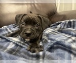 Small Photo #74 American Bully Puppy For Sale in REESEVILLE, WI, USA