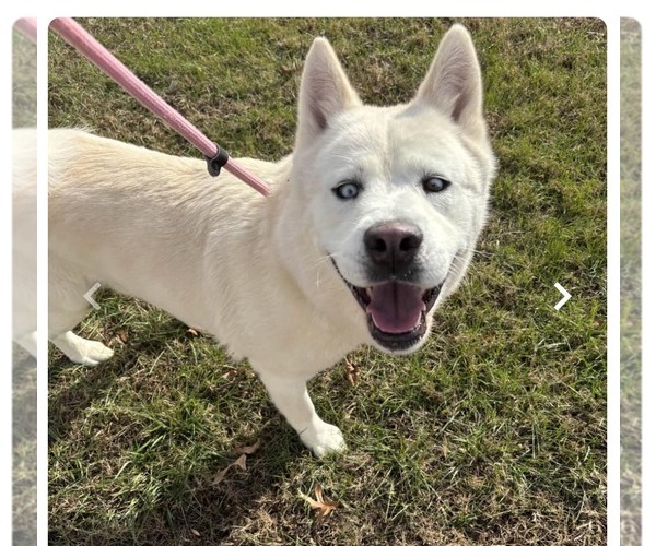 Medium Photo #1 Mutt Puppy For Sale in Shelburne, VT, USA