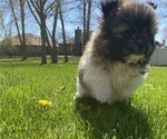 Small #7 Shih Tzu