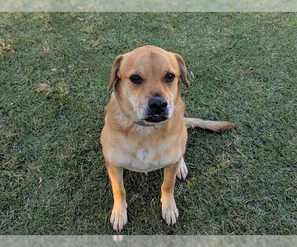 Medium Photo #2 Shug Puppy For Sale in San Clemente, CA, USA