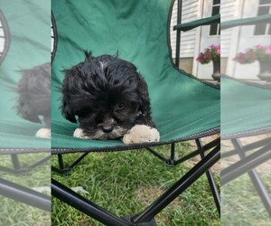 ShihPoo Puppy for sale in MOUNT PLEASANT, MI, USA