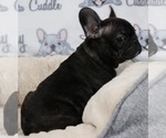 Small Photo #8 French Bulldog Puppy For Sale in BURBANK, CA, USA