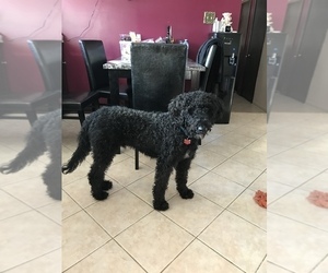 Labradoodle-Poodle (Standard) Mix Puppy for sale in SCHAUMBURG, IL, USA