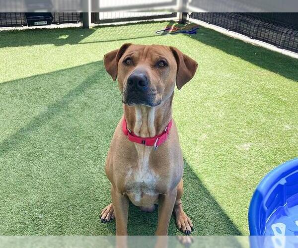 Medium Photo #1 Chinese Shar-Pei-Unknown Mix Puppy For Sale in Orange, CA, USA