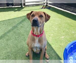Chinese Shar-Pei-Unknown Mix Dogs for adoption in Orange, CA, USA