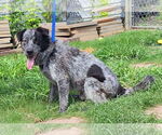 Small #1 Australian Shepherd Mix