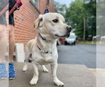 Small #5 Labrador Retriever Mix