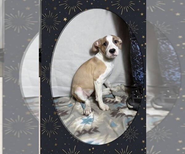 Medium Photo #5 Mutt Puppy For Sale in Aurora, IN, USA
