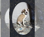 Small #4 Mutt
