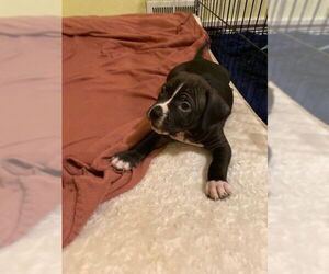 Eddie - Male American Staffordshire Terrier-Boxer Mix Dog for Adoption - Photo #5