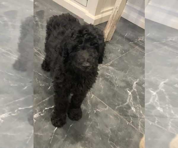 Medium Photo #5 Poodle (Standard) Puppy For Sale in PLANT CITY, FL, USA