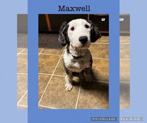 Mutt Dogs for adoption in Kewanee, IL, USA