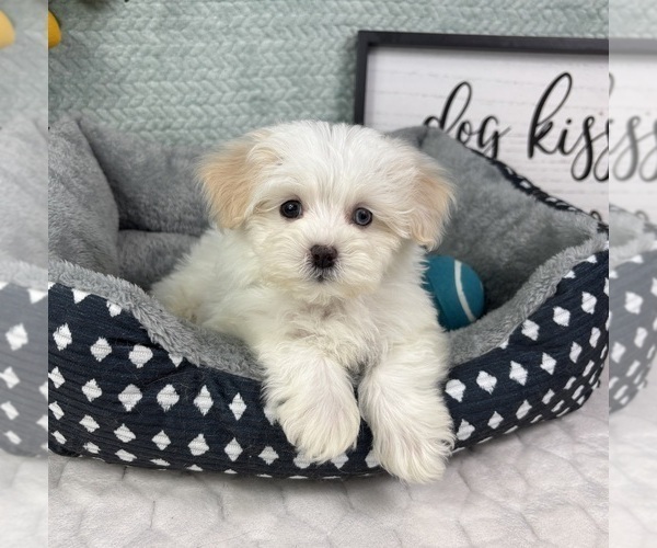 Medium Photo #2 Maltipoo (Toy) Puppy For Sale in FRANKLIN, IN, USA
