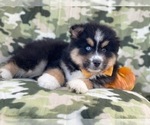 Small Photo #11 Pomeranian-Pomsky Mix Puppy For Sale in LAKELAND, FL, USA