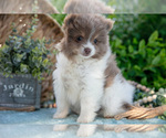 Small Photo #5 Pomeranian Puppy For Sale in SHILOH, OH, USA