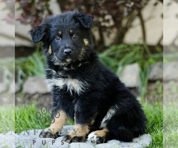 Medium Photo #4 Australian Shepherd-German Shepherd Dog Mix Puppy For Sale in BIRD IN HAND, PA, USA