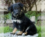 Small #3 Australian Shepherd-German Shepherd Dog Mix