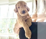 Small #2 Goldendoodle