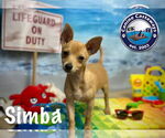 Small #4 Chihuahua