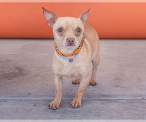 Chihuahua Dogs for adoption in Pasadena, CA, USA