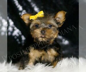Medium Yorkshire Terrier