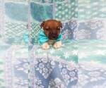 Small Photo #13 Jack Russell Terrier Puppy For Sale in HONEY BROOK, PA, USA