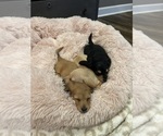 Small #3 Dachshund