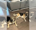 Small #3 German Shepherd Dog Mix
