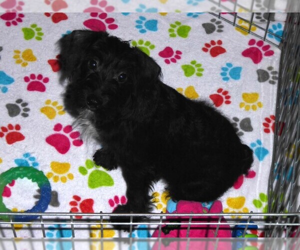 Medium Photo #6 Schnoodle (Miniature) Puppy For Sale in ORO VALLEY, AZ, USA