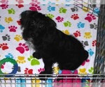 Small #5 Schnoodle (Miniature)