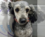 Small #3 Doxiepoo (Toy)