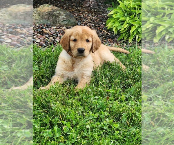 Medium Photo #7 Golden Retriever Puppy For Sale in DAKOTA, MN, USA