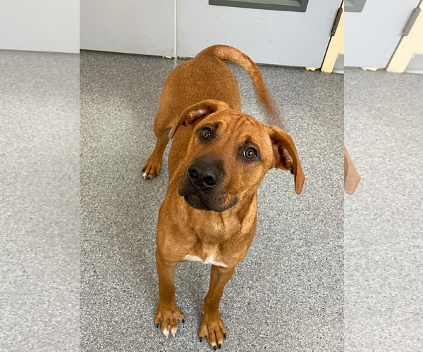 Medium Photo #1 Mutt Puppy For Sale in Low Moor, VA, USA