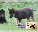 Small Photo #2 German Shepherd Dog Puppy For Sale in CENTERVILLE, WA, USA